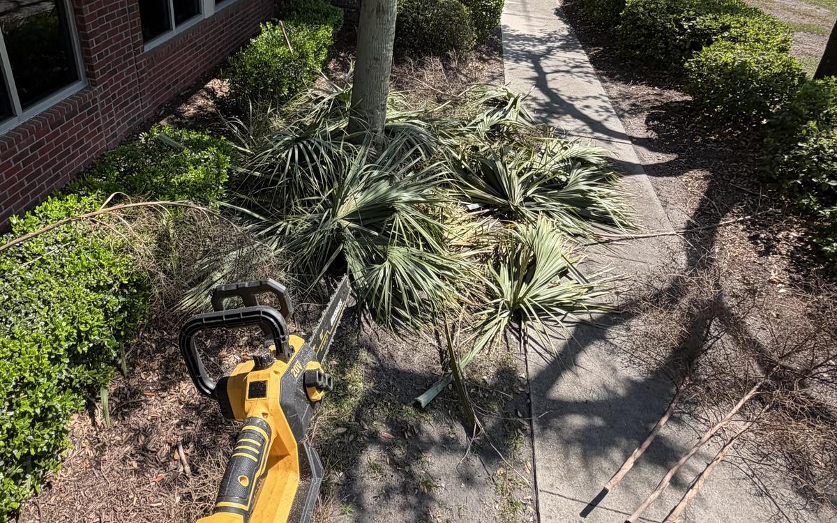 Arborist trimming a Lowcountry live oak in Mount Pleasant, SC
