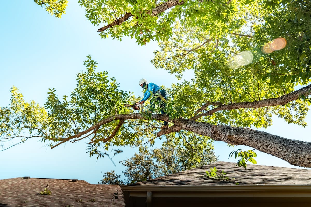 Professional arborist tree trimming service