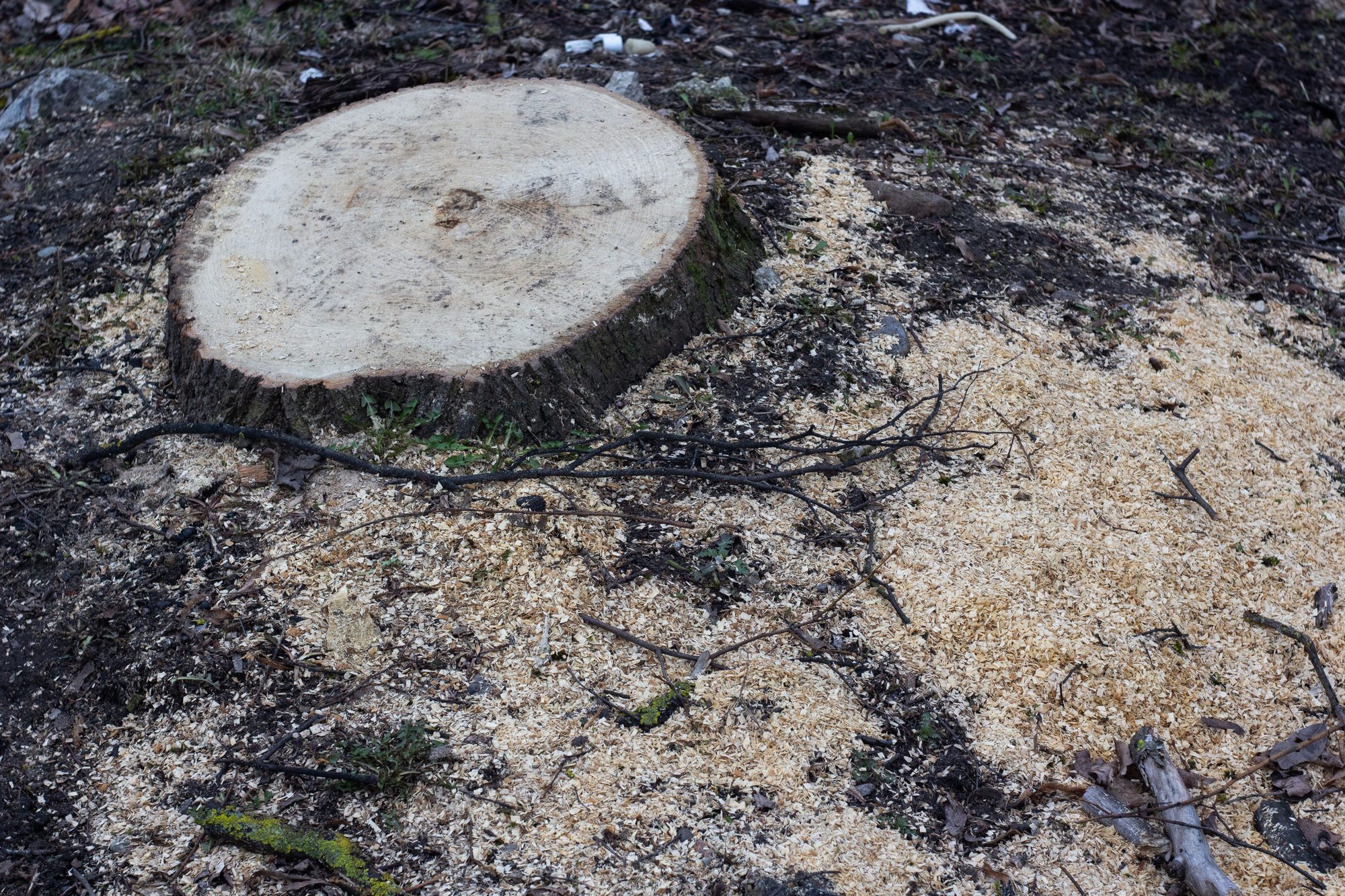 A freshly cut tree stump surrounded by sawdust